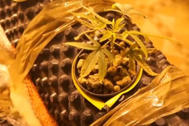 plant