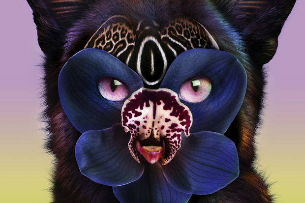 galantis_hook