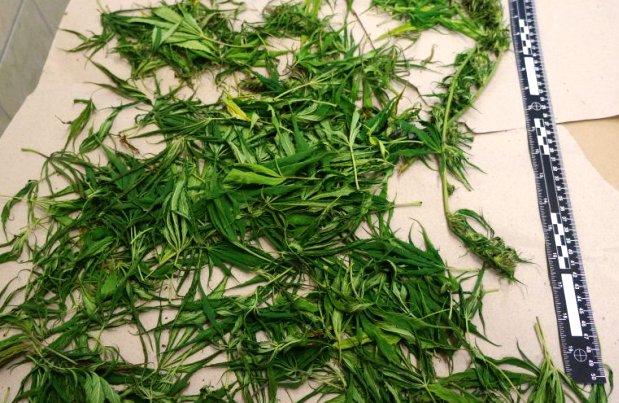 marihuana