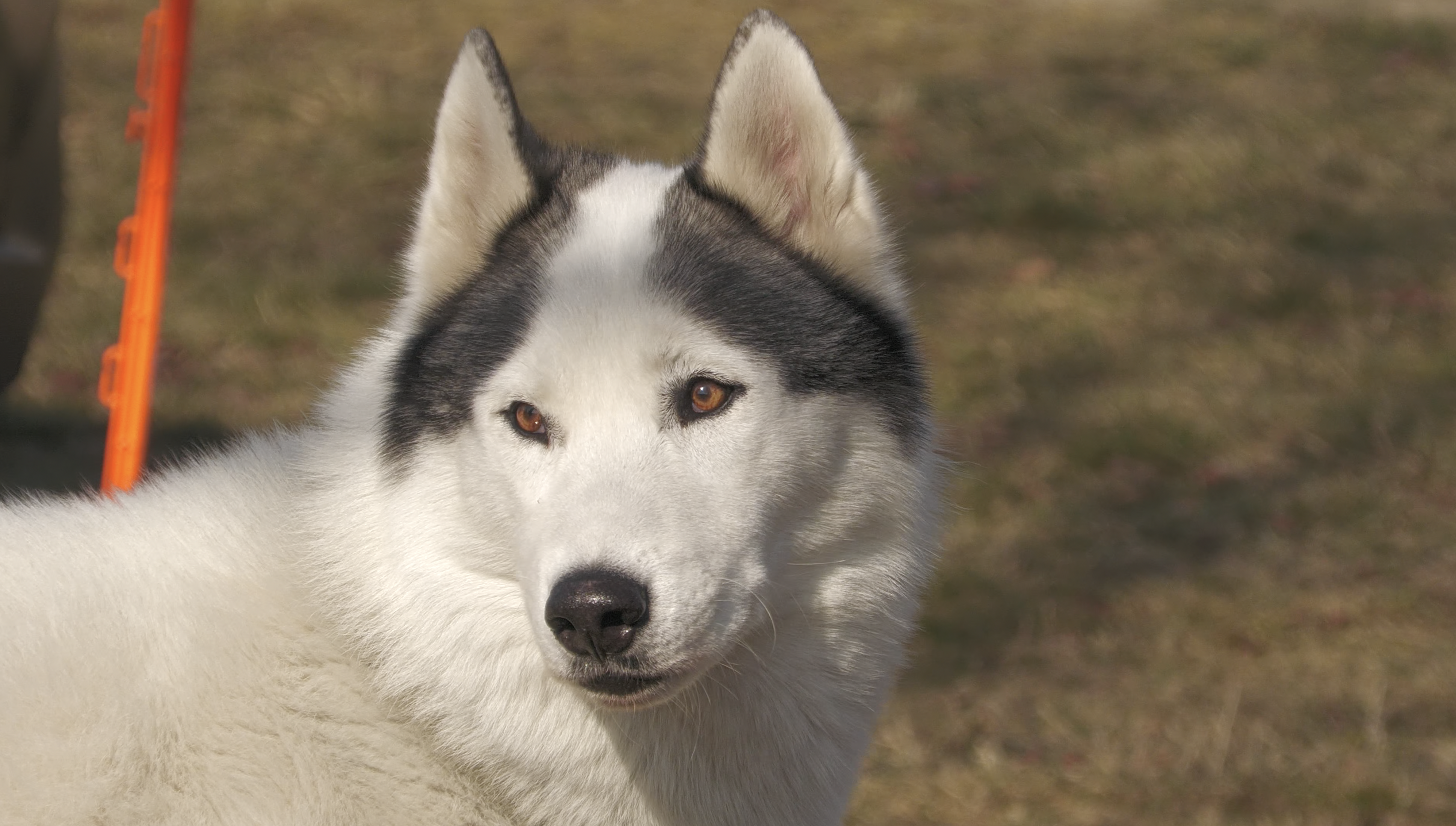 Wyścigi psich zaprzęgów w Kuźni Raciborskiej: pasja, prędkość i międzynarodowa rywalizacja