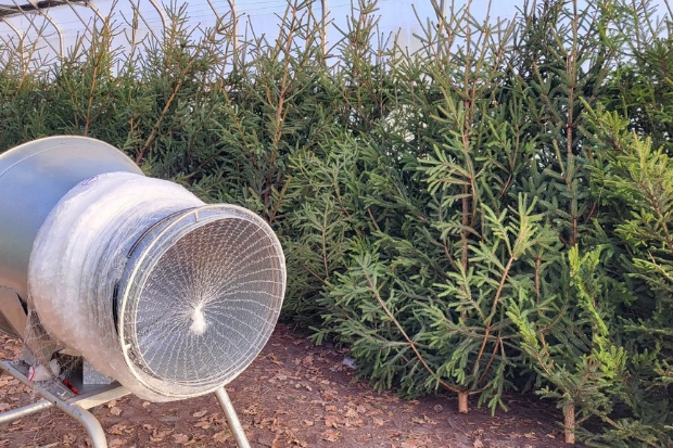 Świeża choinka od leśników