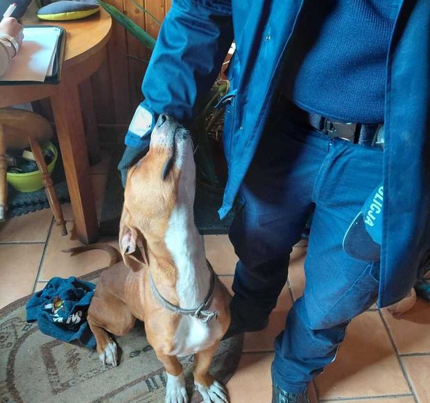 Policjanci uratowali psa