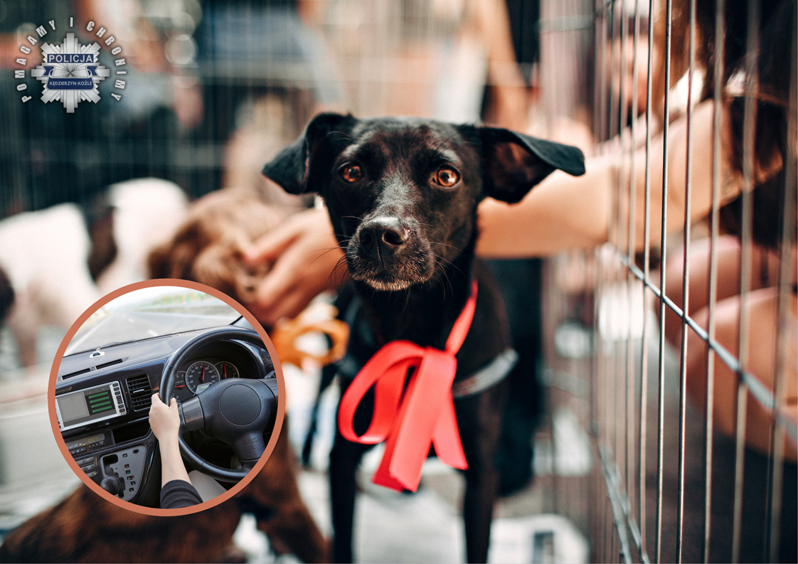 Był pijany i przyjechał samochodem po psa!