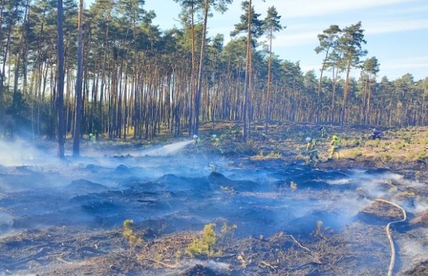 Pożar lasu w powiecie oleskim